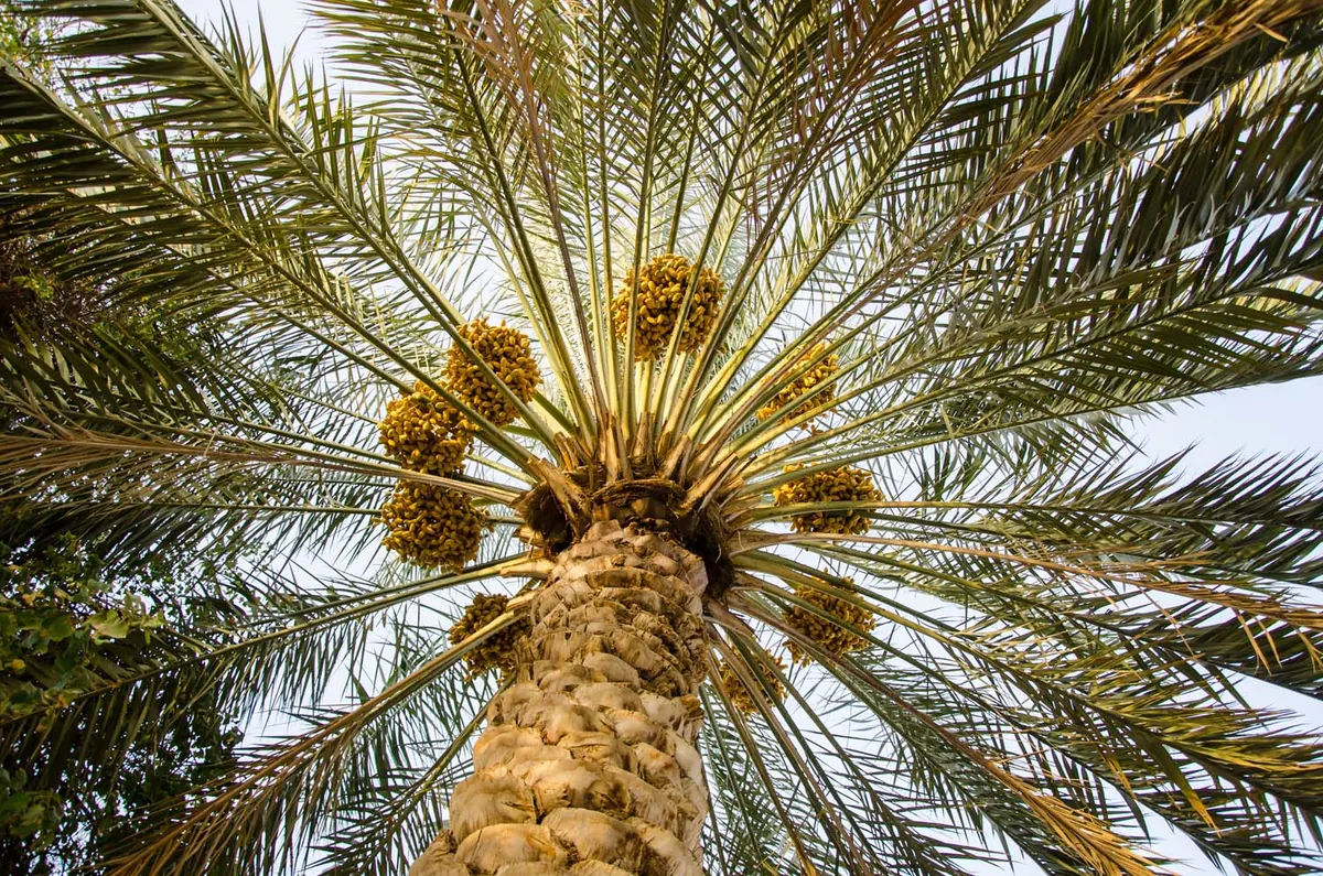 Palm tree representing the origin of palm press fiber used as industrial biomass